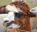 /album/gallery/alpaca12-jpg/