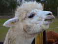 /album/gallery/alpaca11-jpg/